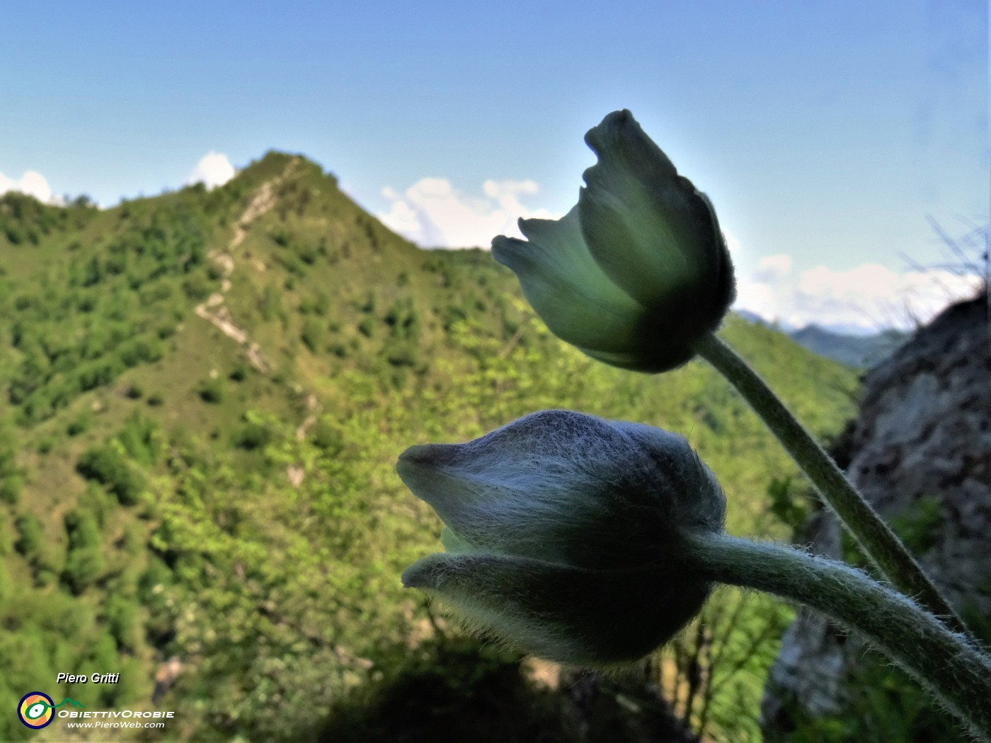 65 Pulsatilla alpina (Anemone alpino) in fioritura.JPG